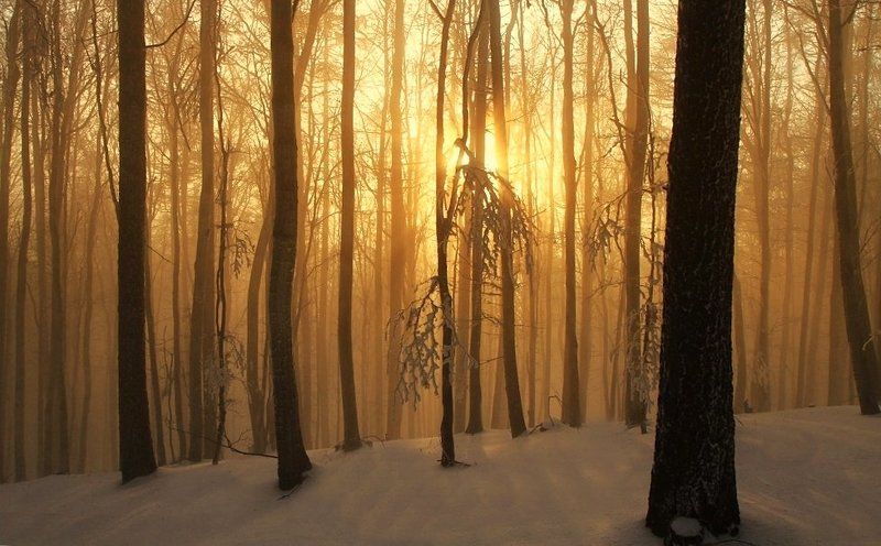 Fog in winter фото превью