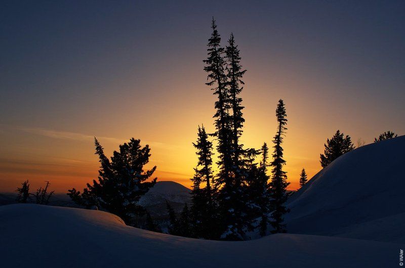 PRO Ёлки фото превью