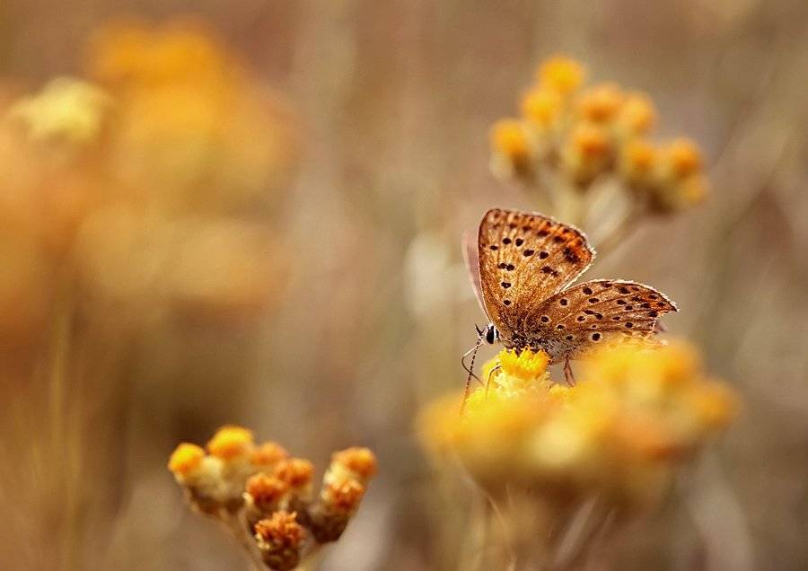 , Kasia  MYCATHERINA  Pietraszko