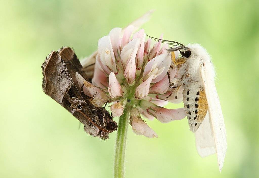 , Сергей Таланов