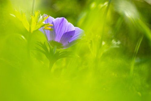 Застенчивая красавица