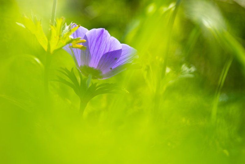 Застенчивая красавица фото превью