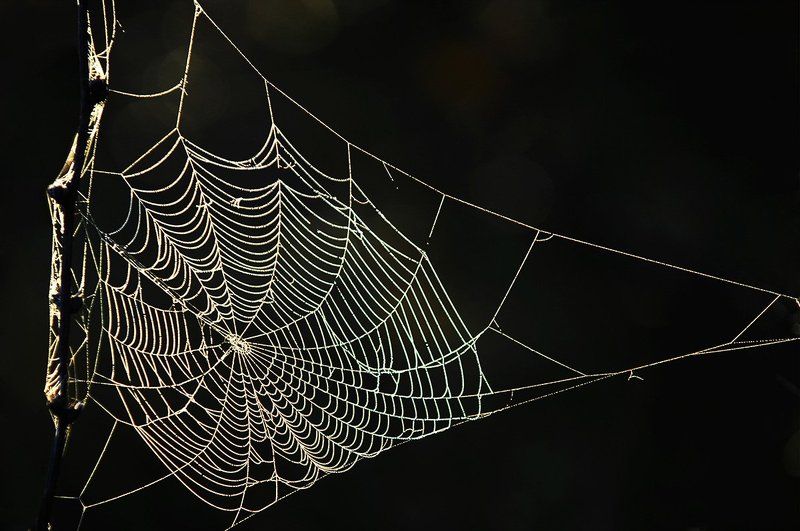 паутина фото превью