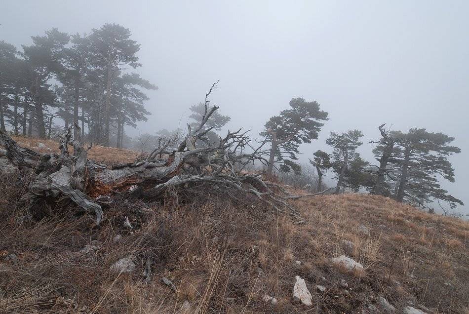 На Никитском плато.... Автор: Саша Вайсберг / Waldschnepfe / , Саша Вайсберг / Waldschnepfe /