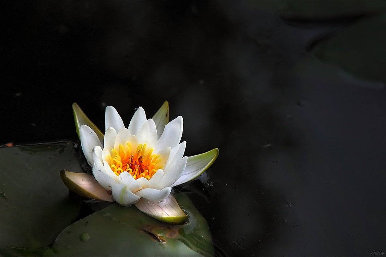 , Аркадий Усиков