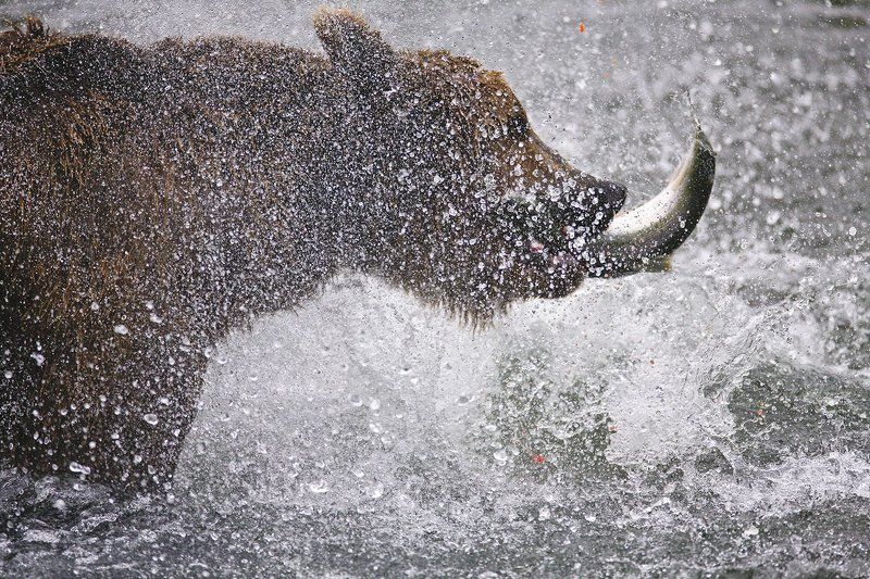 SURVIVAL фото превью