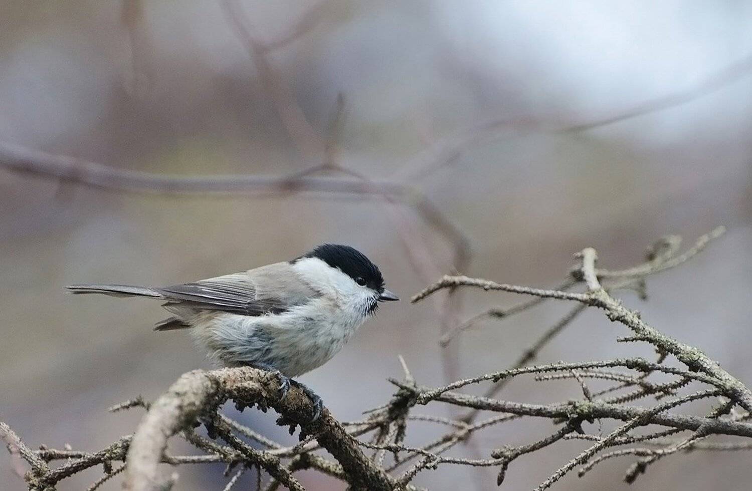 птица, синица, гаичка, Михаил Агеев