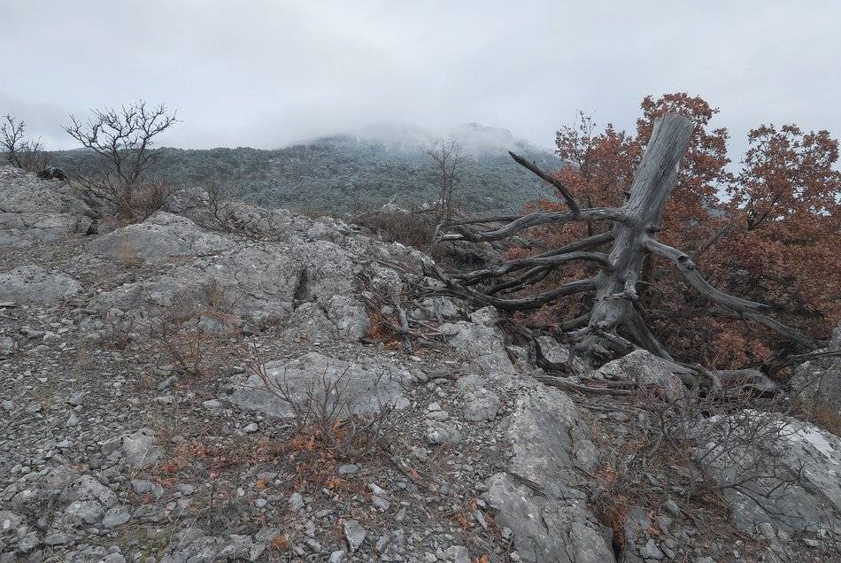 , Саша  Вайсберг / Waldschnepfe /