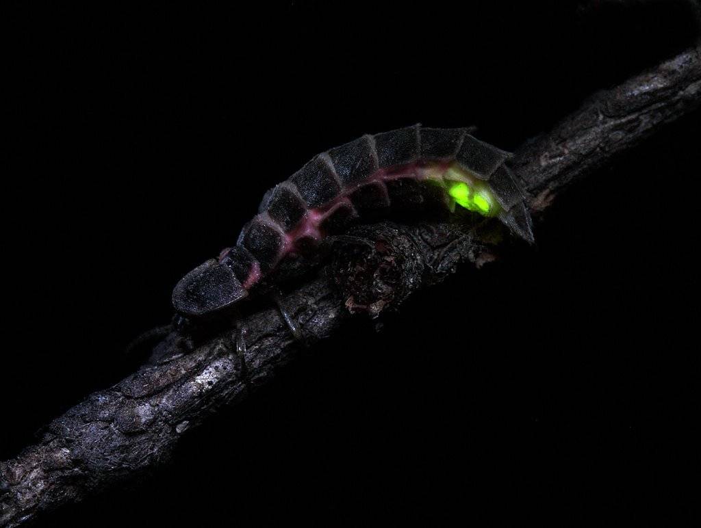 , Сергей Таланов