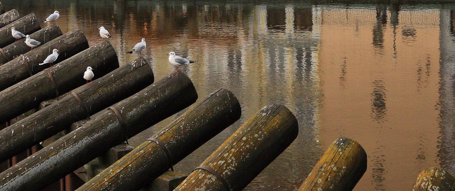 , Игорь Дубровский