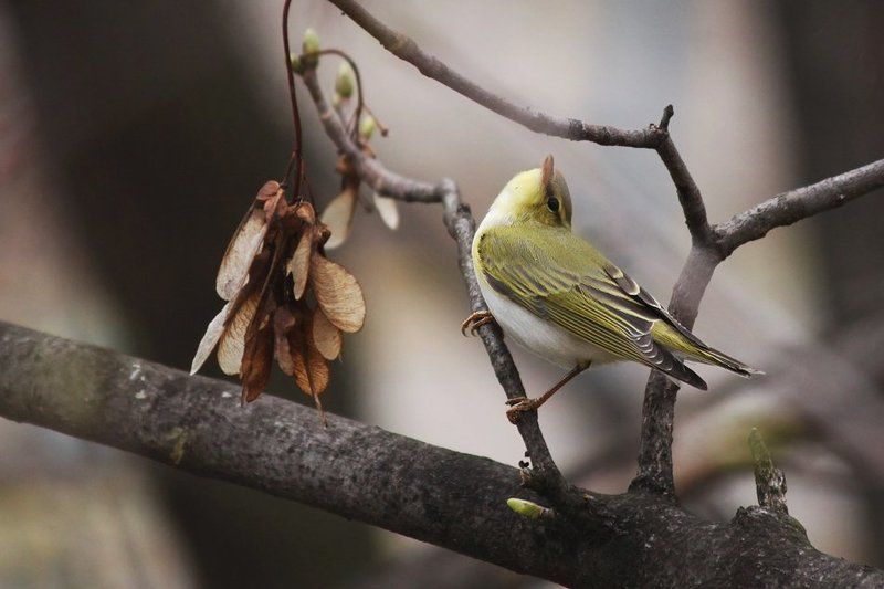 Пеночка-трещотка фото превью