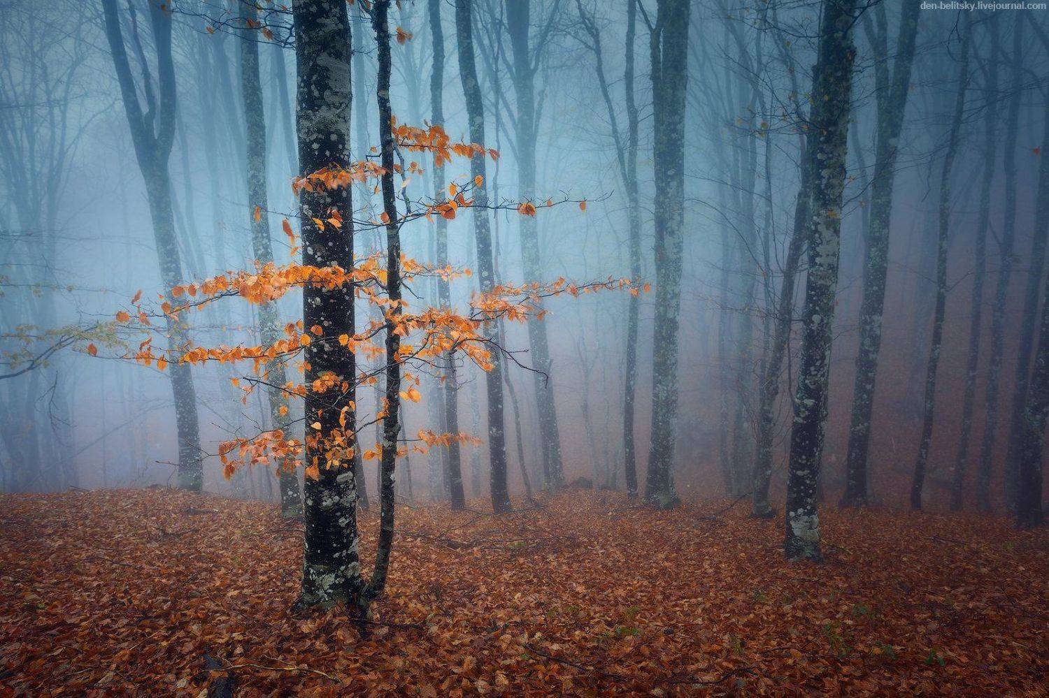 , Денис Белицкий