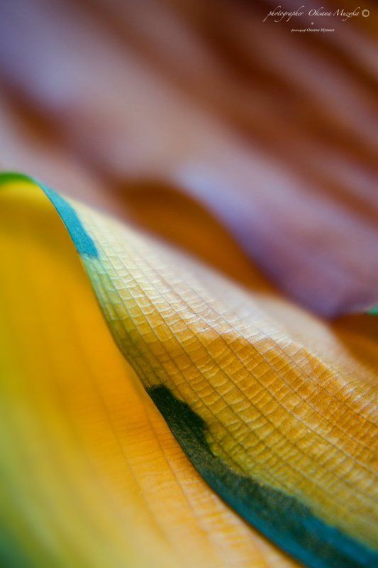 Дюны фото превью