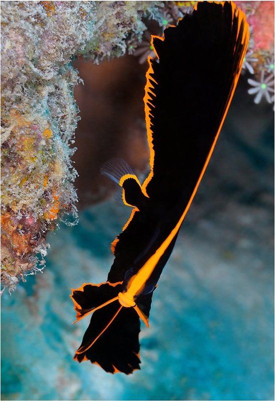 Симпатяга фото превью