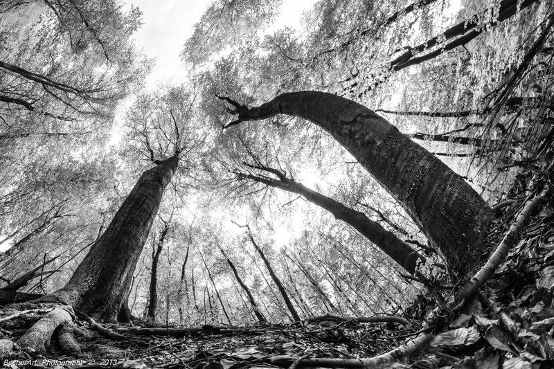 Dialogue III фото превью