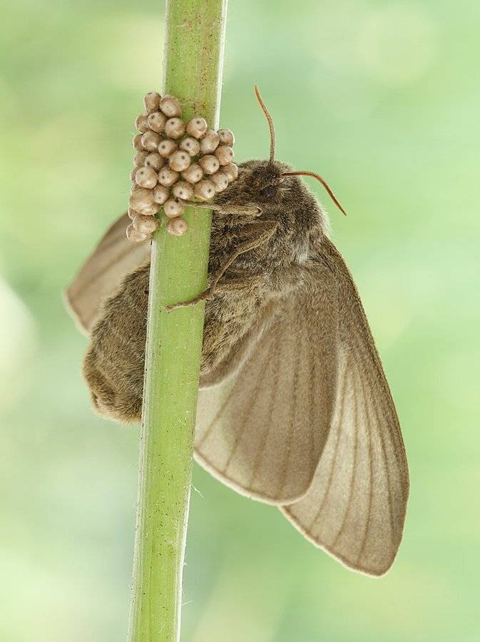 , Сергей Таланов