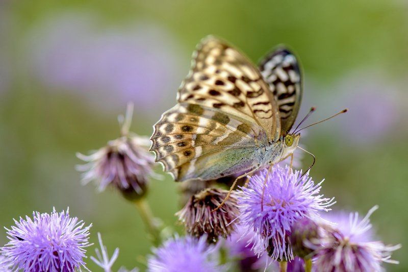 АХ...ЛЕТО! фото превью