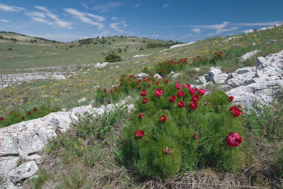 , Саша  Вайсберг / Waldschnepfe /