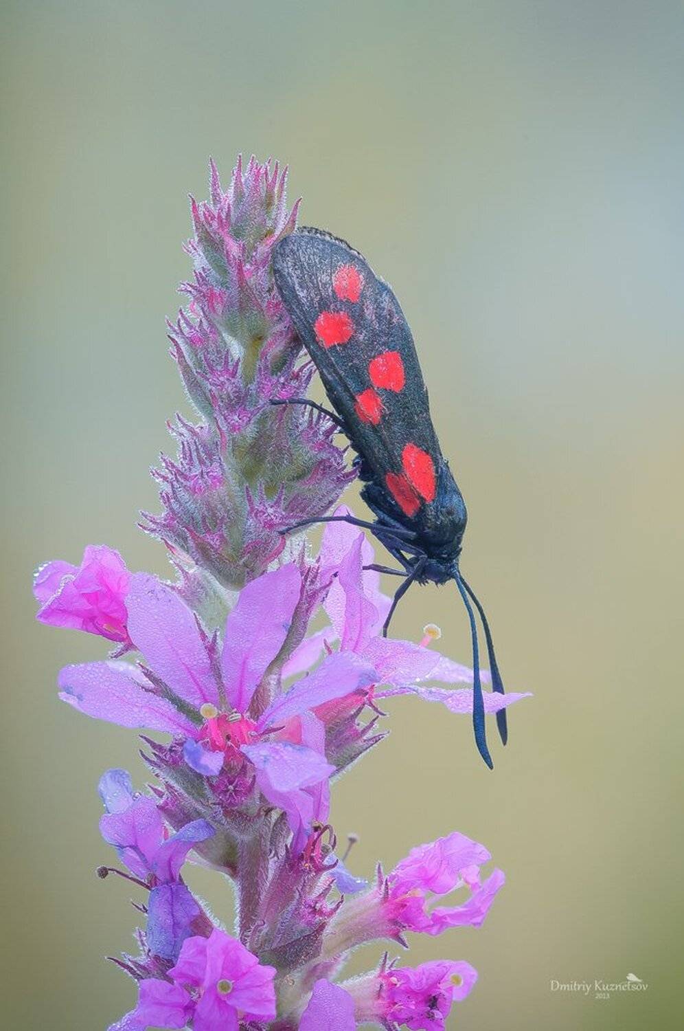 , Кузнецов Дмитрий