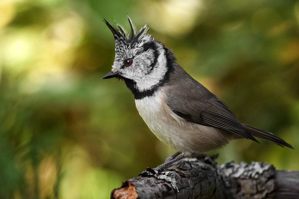 , Валерий Субачев