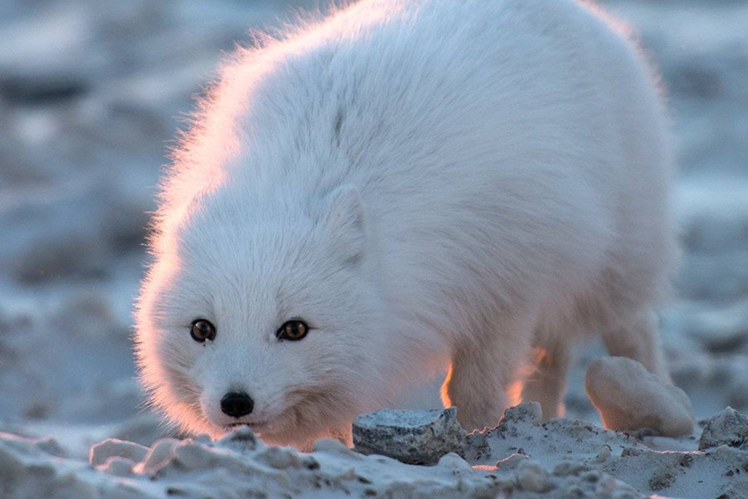 , Иван Кислов