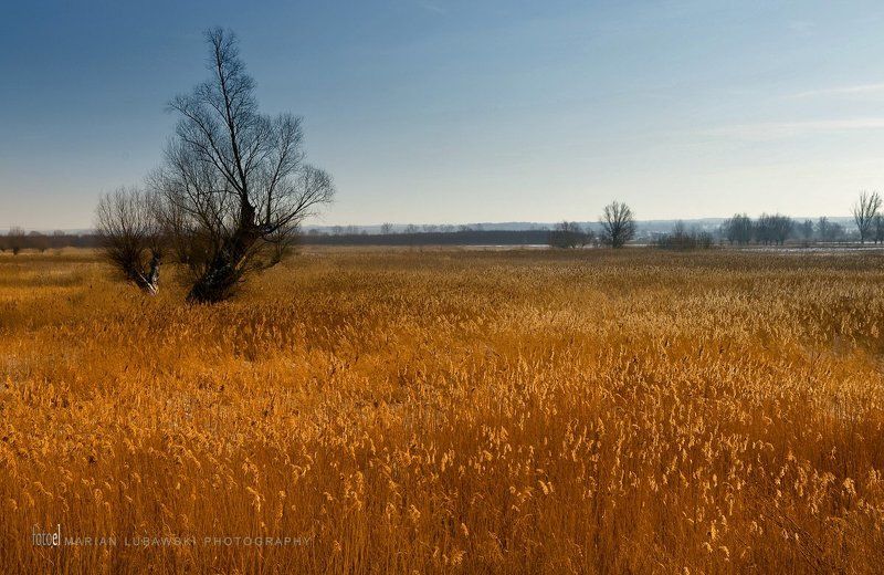 Trzciny фото превью