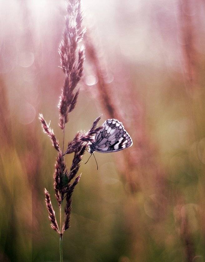 , Krzysztof Trojanowski