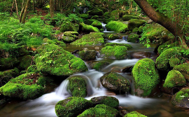 Moss valley фото превью
