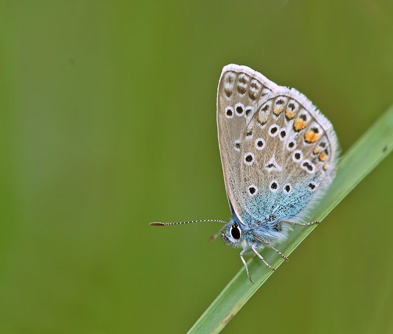 *** фото превью