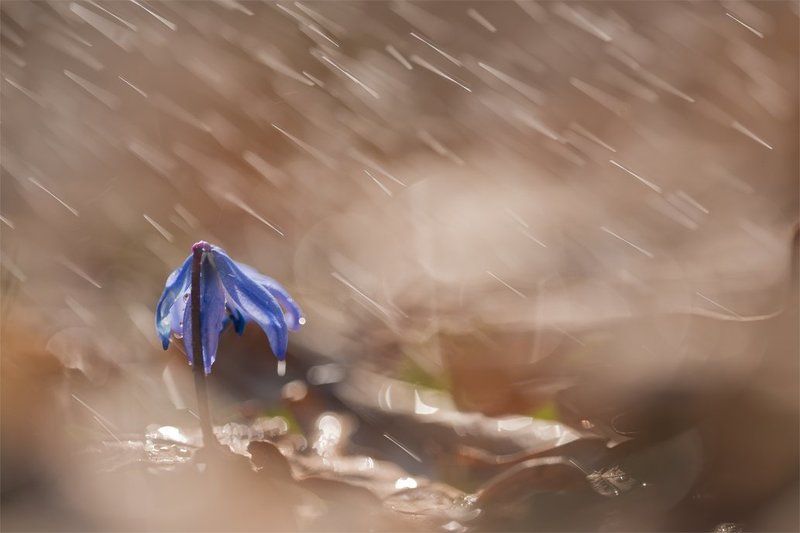 Жалкий... фото превью