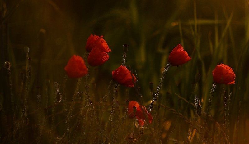 Memories of Summer фото превью