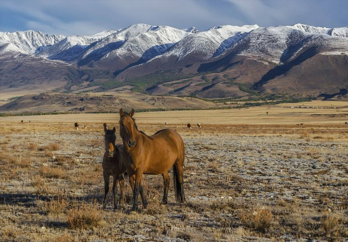 горный алтай,  горы, животные,  лошади, осень,  природа,  путешествия,  сибирь,  туризм, алтай, Альберт Беляев