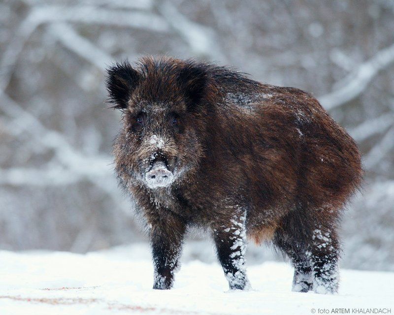 Шерстяной Хрю фото превью