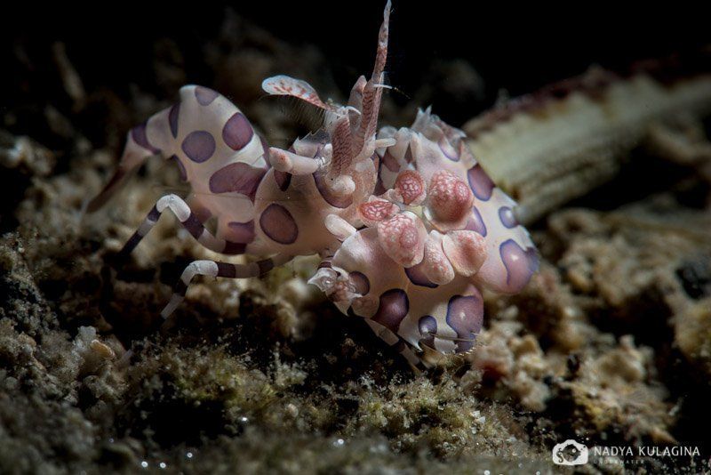Harlequin, Macro, Shrimp, Underwater, Креветка, Макро, Подводная съемка, Подводное фото Ах, Арлекино, Арлекино... фото превью