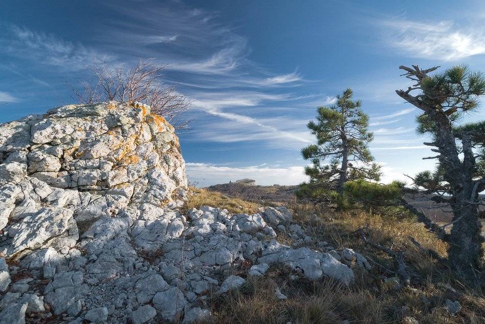 , Саша  Вайсберг / Waldschnepfe /