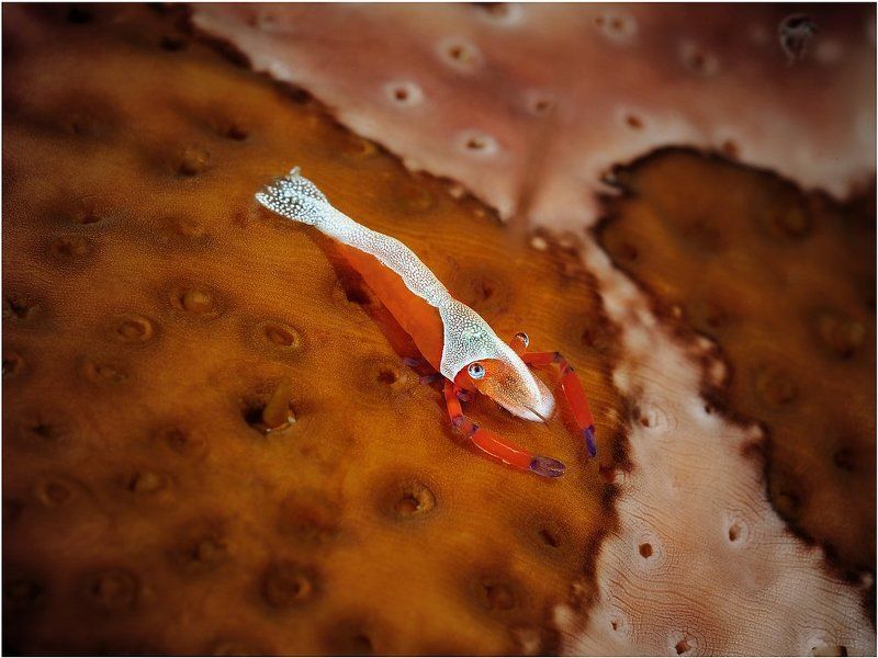 Глазки фото превью