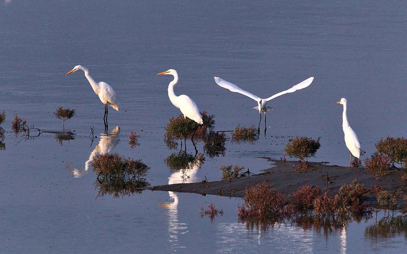 Egretta  eulophotes фото превью