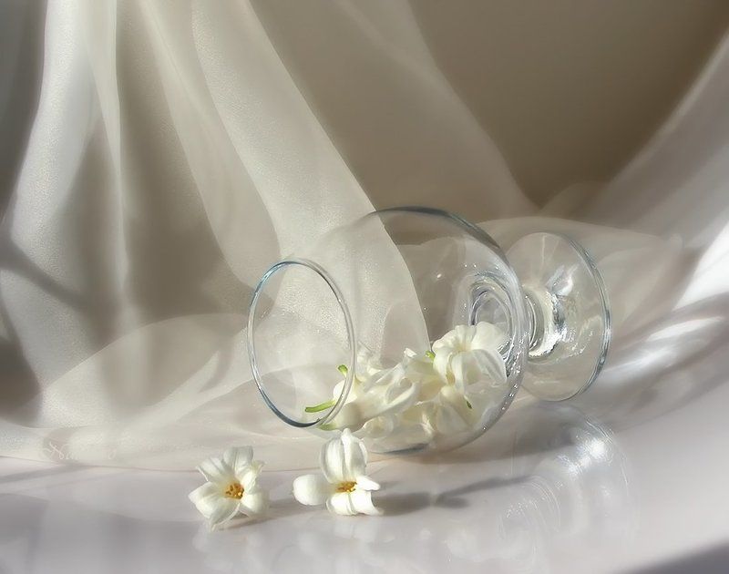 Какая тишина и радость в белом цвете... фото превью