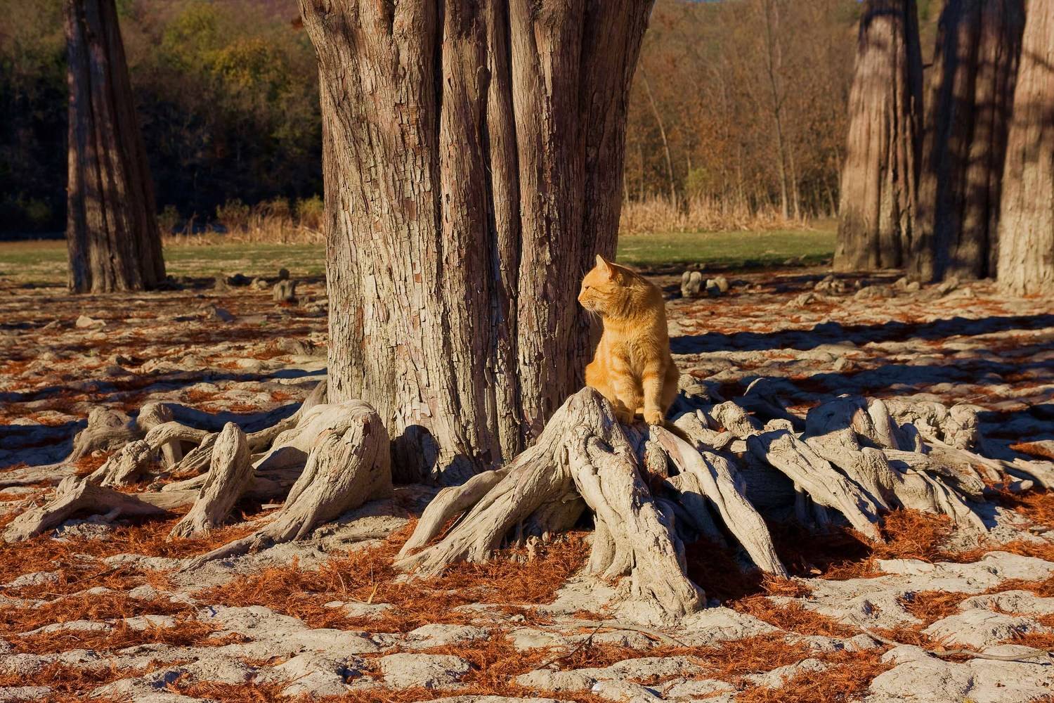 , Поздняков Алик