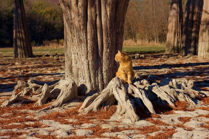 Рыжий фото превью