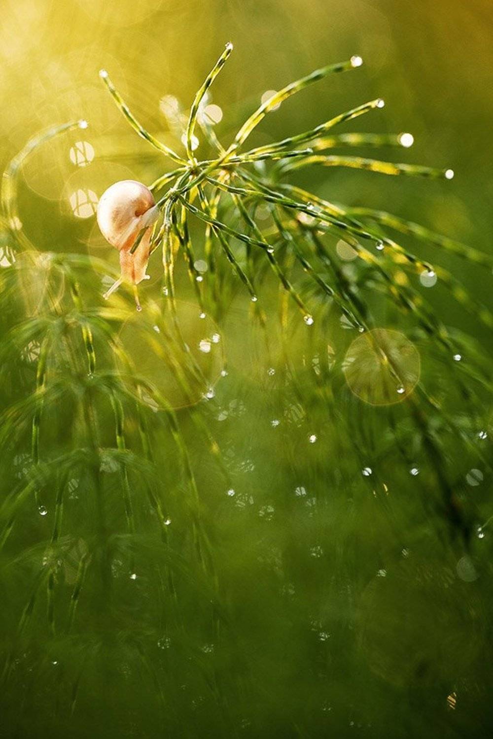 улитка, Юлия Втюрина