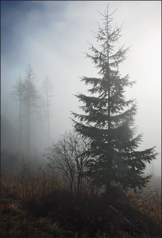 Туманная серия 2(5) фото превью