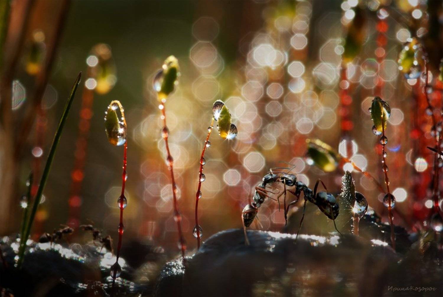 , Ирина Козорог