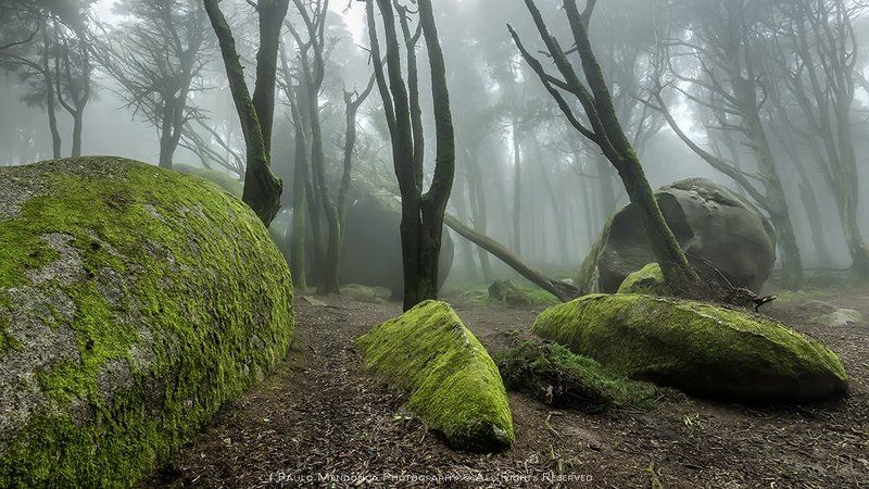 Enchanted forest фото превью