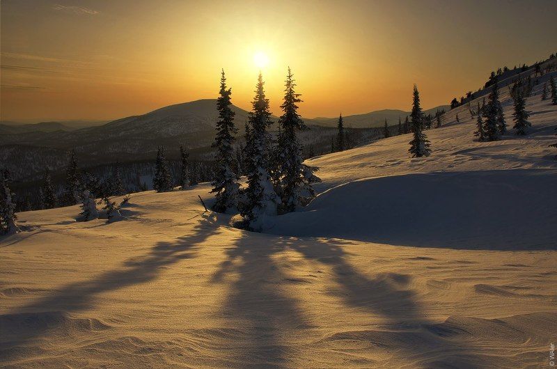PRO Ёлки фото превью