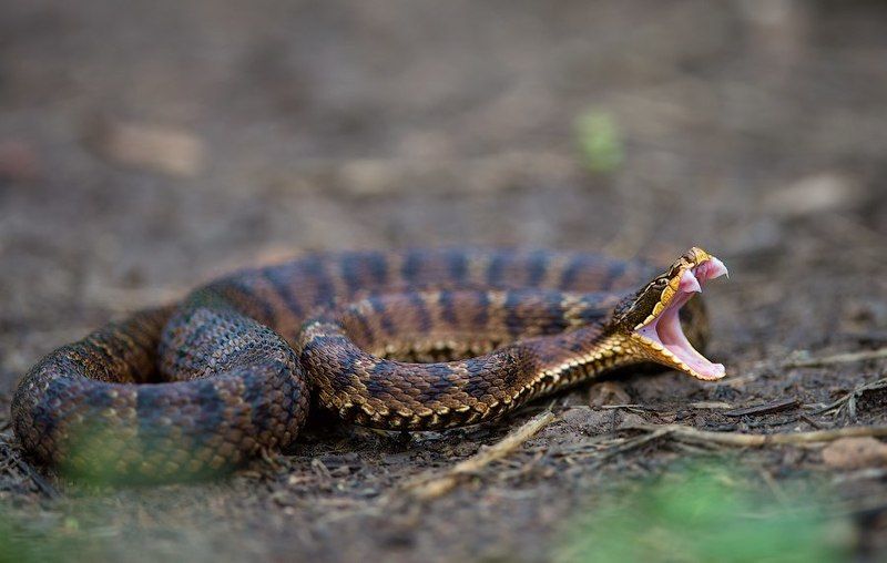 Macro, Reptile, Snake, Venom, Wildlife, Бросок, Дальний восток, Дикая природа россии, Змея, Зубы, Макро, Приморье, Природа, Рептилии, Укус, Щитомордник, Яд Бросок фото превью