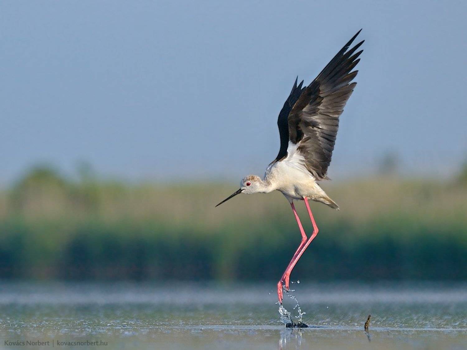 , Kov&aacute;cs Norbert