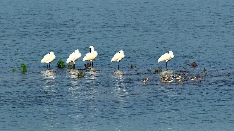 A blackfaced  spoonbill фото превью