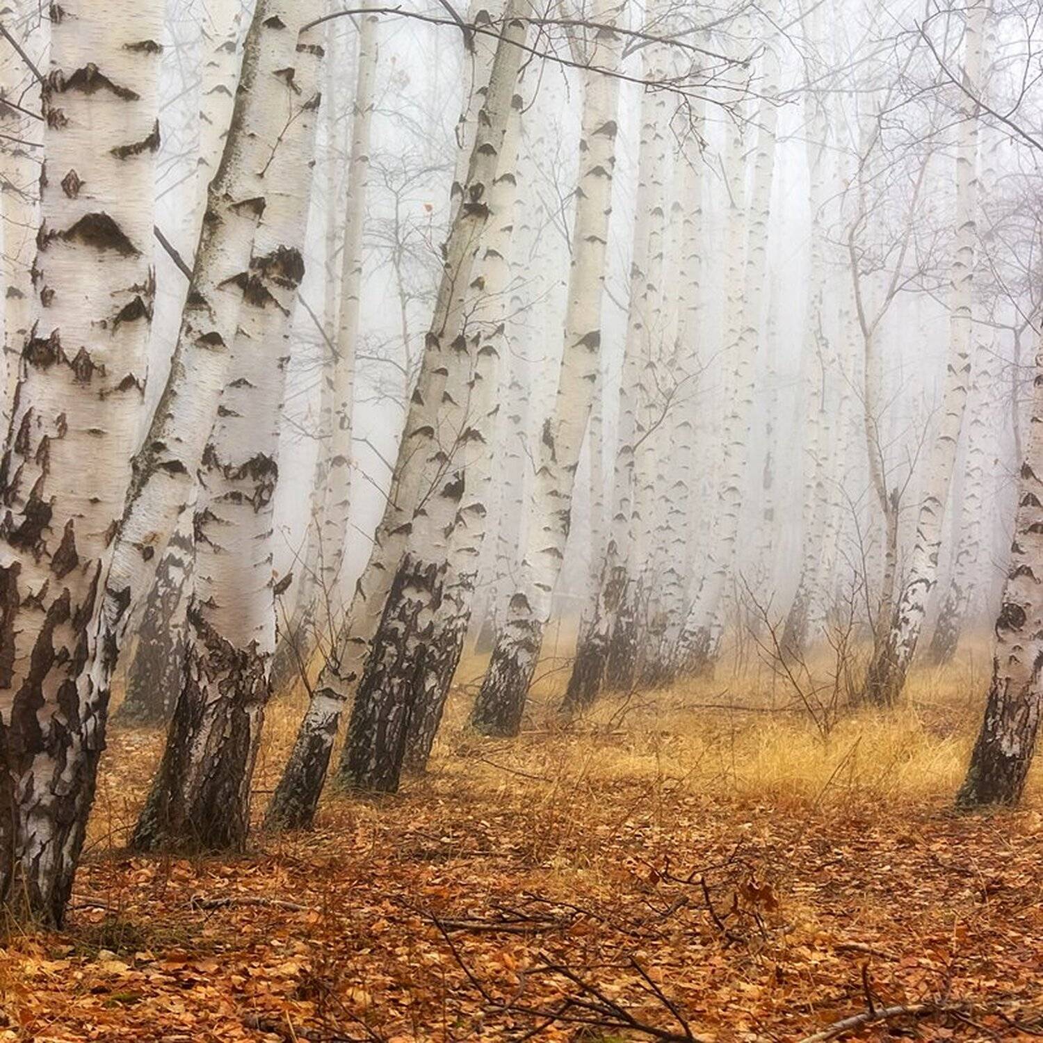 , Ирина Костова