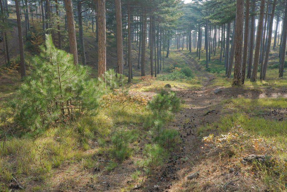 , Саша  Вайсберг / Waldschnepfe /